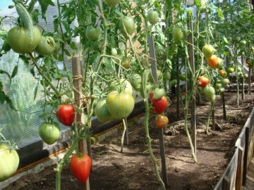 Тепличные помидоры: посадка и уход